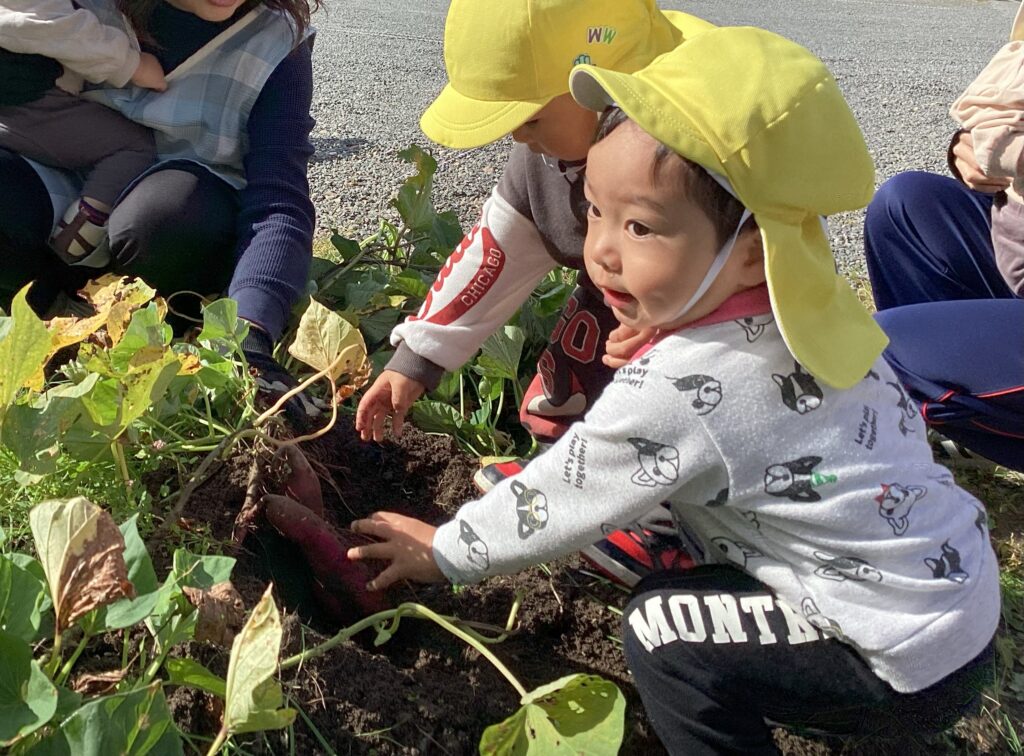 タイムカプセル保育園のいもほり風景。土から顔を出したさつまいもに興味津々で触れる園児たち。