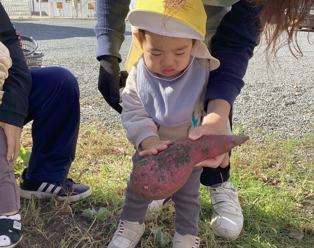 タイムカプセル保育園のいもほり。顔よりも大きなさつまいもを恐る恐る触っている0歳児または1歳児の園児。