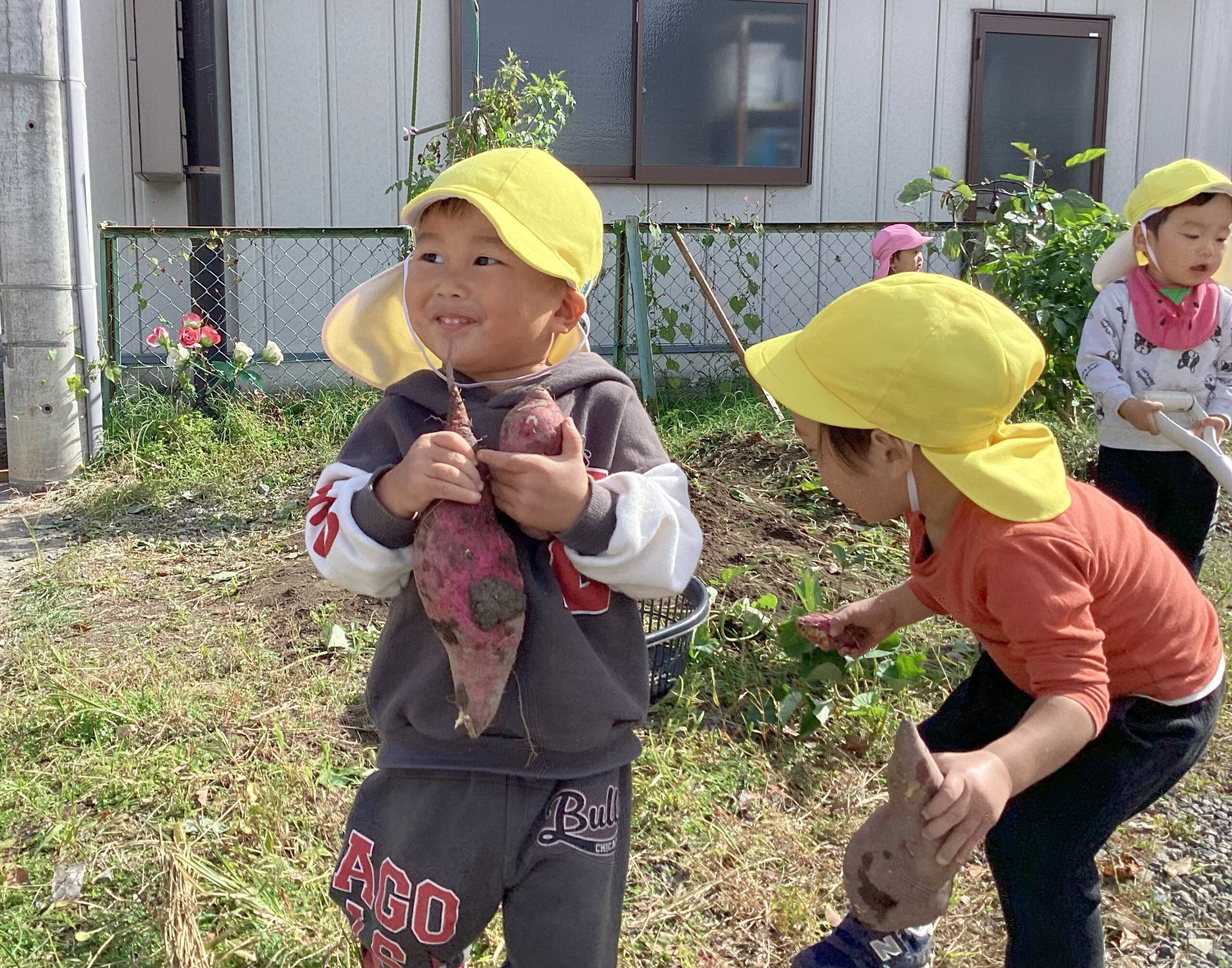 タイムカプセル保育園でのいもほり。掘りたてのさつまいもを持ち、達成感にあふれる園児の笑顔。